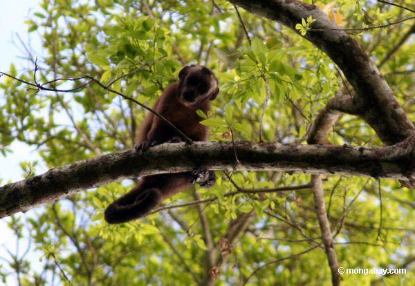 Brauner capuchin Affe