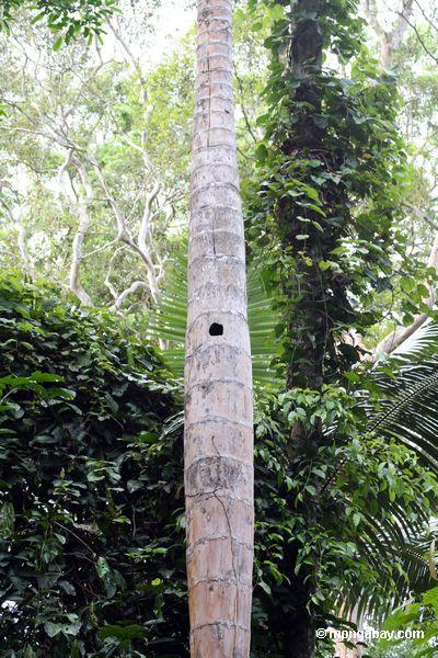 Höhle in der Palme, benutzt durch das Nisten von macaws