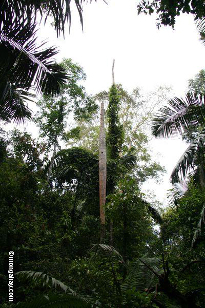 Höhle in der Palme, benutzt durch das Nisten von macaws