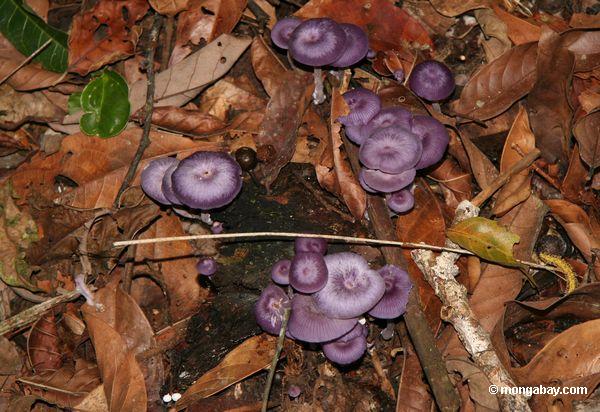 Purple грибами