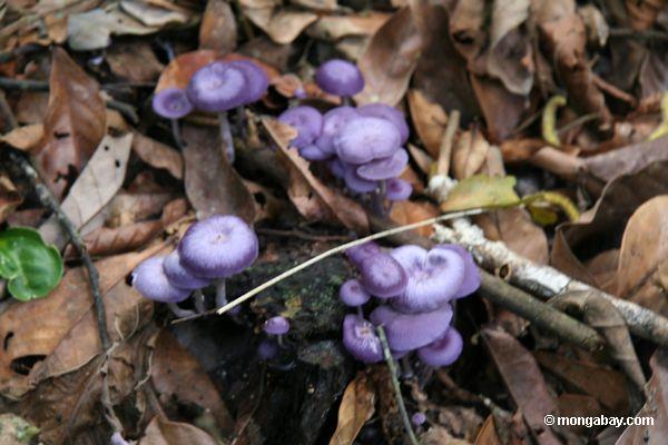 Purple vermehrt