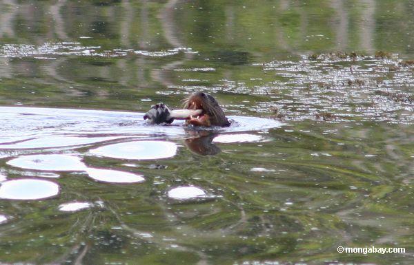 Riesiger Fluss-Otter, der auf Fische Peru
