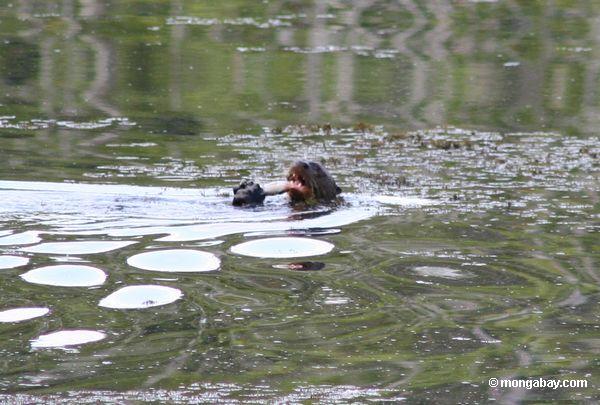 Riesiger Fluss-Otter, der auf Fische einzieht