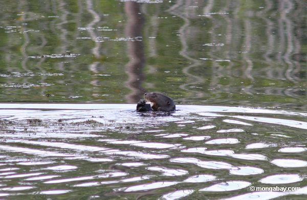 Riesiger Fluss-Otter, der auf Fische Peru
