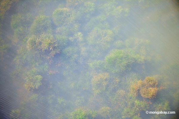 Amazonas Fuchsschwanz, Wasserpflanze, in seinem natürlichen Lebensraum