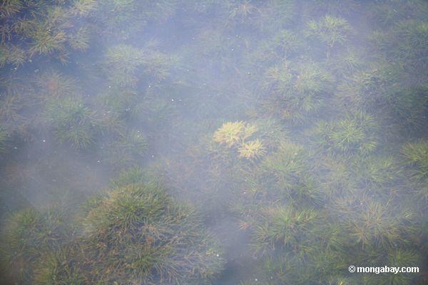 Amazonas Fuchsschwanz, Wasserpflanze, in seinem wilden Lebensraum