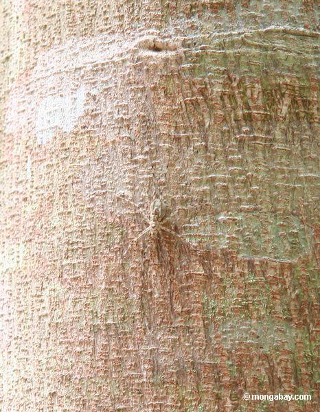 замаскированный паука на стволе дерева