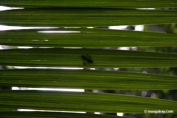 Der Anschluß fliegt als Ansicht durch Palmblatt