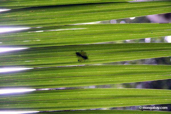 Fügende Fliegen als Ansicht durch Palmblatt