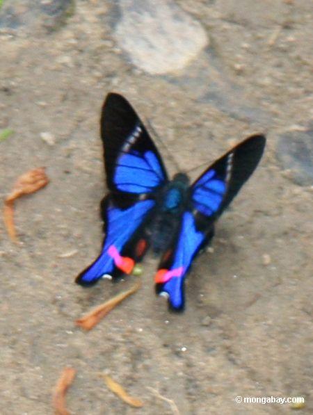 Rhetus periander Schmetterling