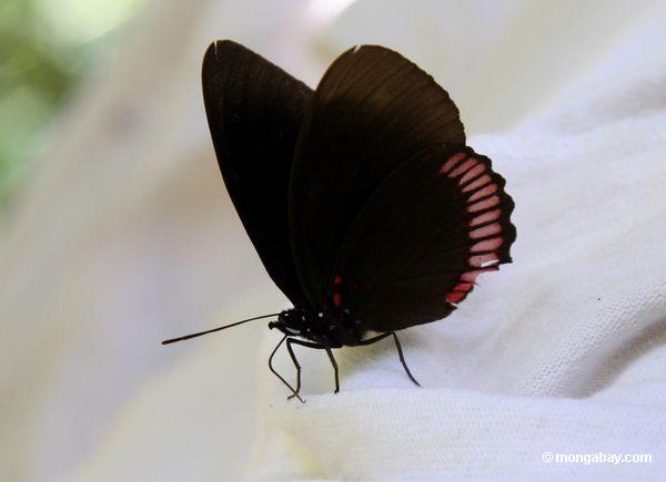 Biblis hyperia Schmetterling, der Feuchtigkeit von trocknender Wäscherei saugt