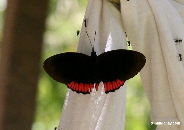 Biblis hyperia Schmetterling, der Feuchtigkeit von trocknender Wäscherei Peru