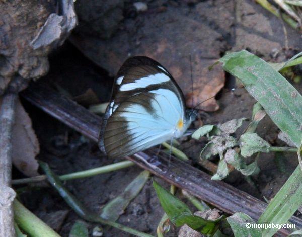 Unbekannter Schmetterling mit den schwarzen und hellblauen äußeren Flügeln