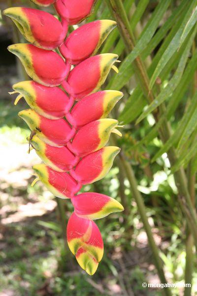 Heliconia Blume