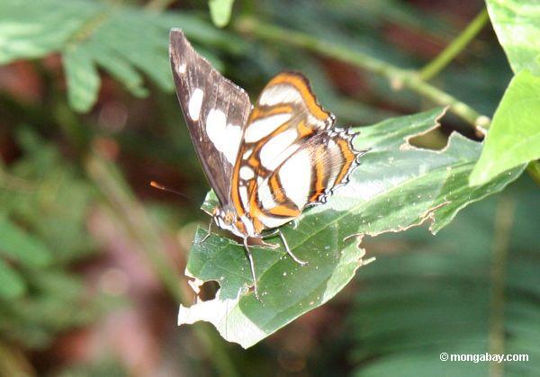 Unbekannter Schmetterling mit den orange, braunen und weißen Markierungen auf Außenstück des Flügels