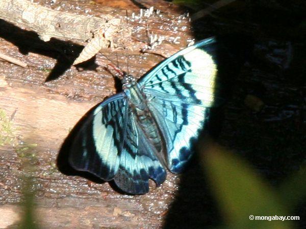 Panazee prola Schmetterling, Flügel öffnen sich
