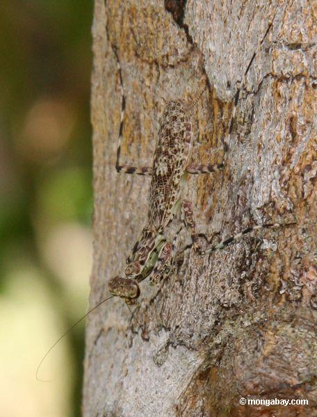 Protetor Praying da posição do mantis de sua árvore