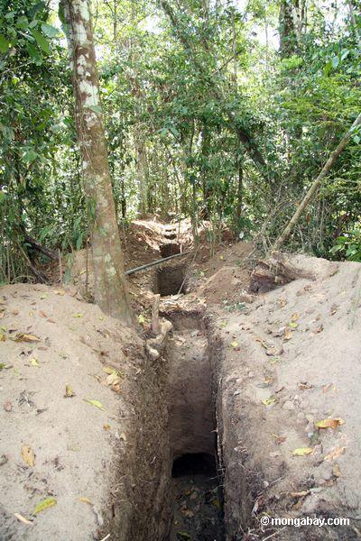 Grabende Rohrleitung in rainforest 