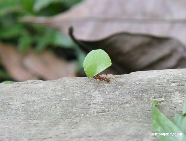 Blattscherblock-Ameise tragendes Blatt