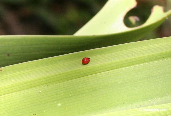 Kleiner roter Käfer