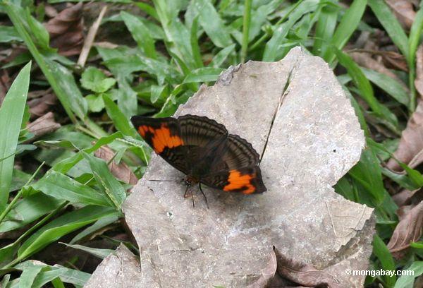 неизвестно бабочка с легкой и темно-коричневая с узором крылья и оранжевого цвета на верхнем крыле