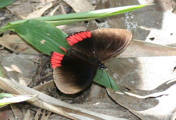 Библис hyperia бабочка, коричневого до черного цвета с красным цветом на ее крыльях
