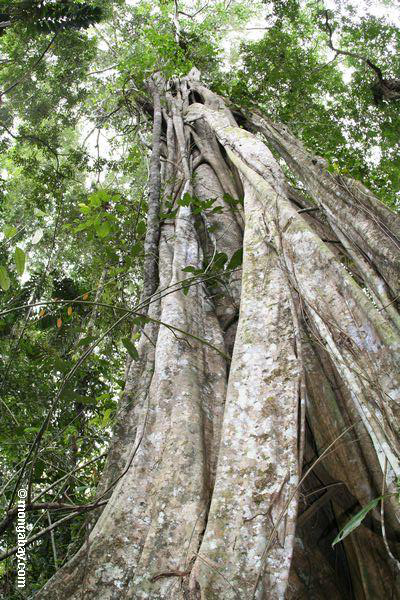 Stranglerfeigebaum, Ansicht von Waldfußboden zu überdachung