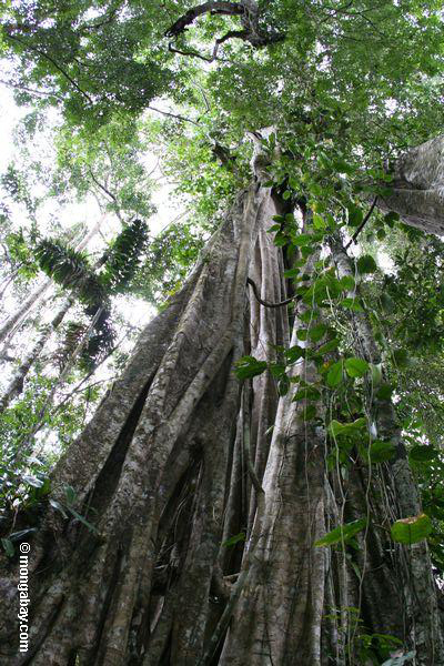 Stranglerfeigebaum, Ansicht von Waldfußboden zu überdachung