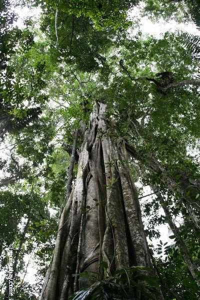 林床からうらやましいほどの幸運イチジクの木、キャノピーを表示する