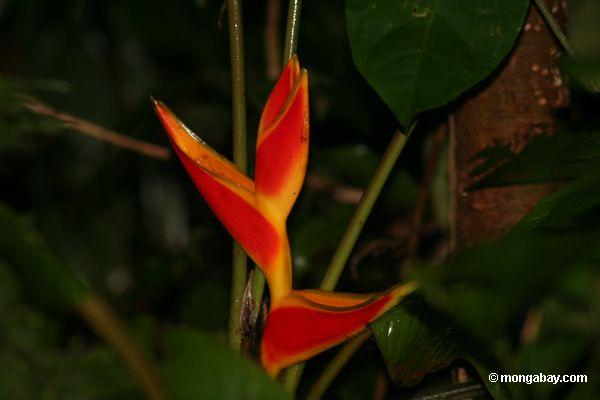 Heliconia Blume