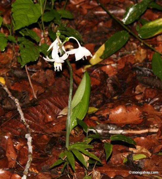 Weiße Amazonas Lilie