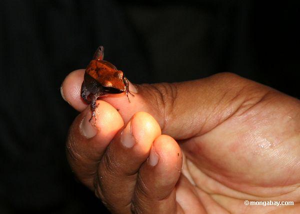smokey джунгли лягушка (leptodactylus pentadactylus)