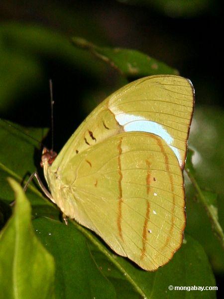 Gelbgrüner Schmetterling, vielleicht Nessaea obrinus mit Flügeln schloß