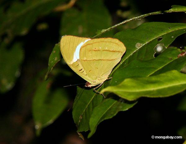Gelbgrüner Schmetterling, vielleicht Nessaea obrinus mit Flügeln schloß