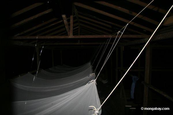Vorhang am rainforest Lehm lecken verwendet für das Beschmutzen der Säugetiere