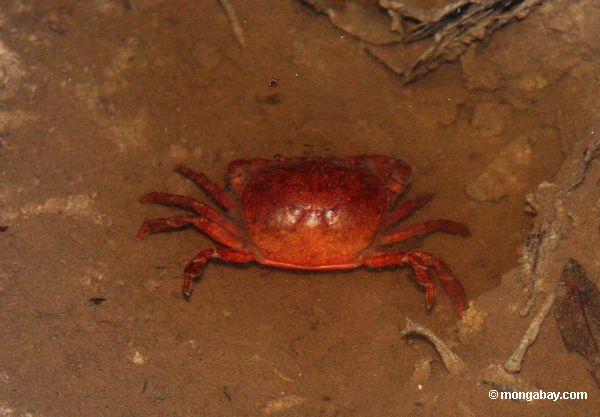 Crabe rouge de forêt tropicale