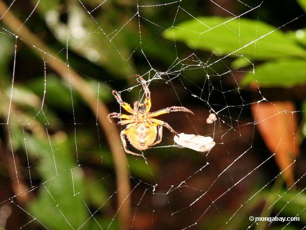Gelbe und rote Spinne im Netz
