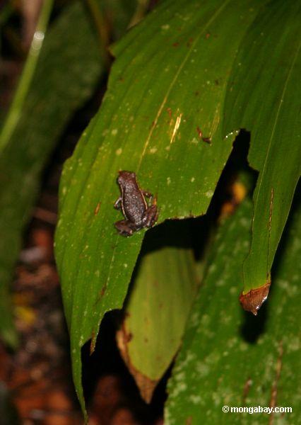 неизвестно небольшие лягушки (epipedobates hahneli?)