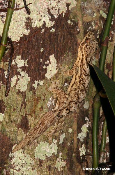 Gecko de Turniptail ou Gecko Nabo-tailed (rapicauda de Thecadactylus) no tronco da árvore em Peru