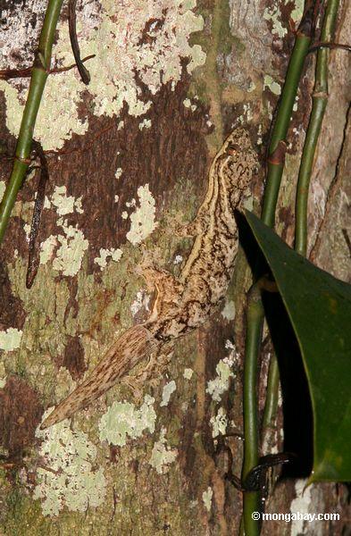 Turniptail Gecko oder Rübe-angebundener Gecko (Thecadactylus rapicauda) auf Baumstamm in Peru