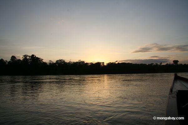 Excesso do Sunrise o mais rainforest ao longo do Rio Tambopata