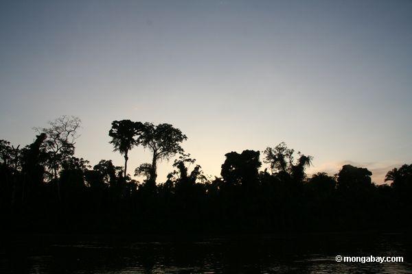 Rainforest ao longo do Rio Tambopata