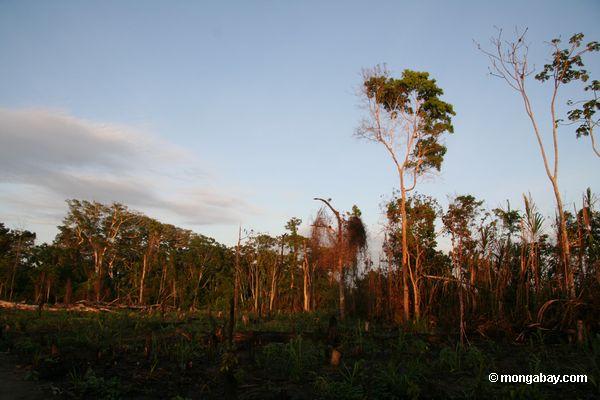 Landwirtschaft im Regenwald Schrägstrich-und-brennen