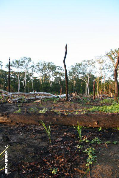 を大幅に削減すると熱帯雨林の焼畑農業