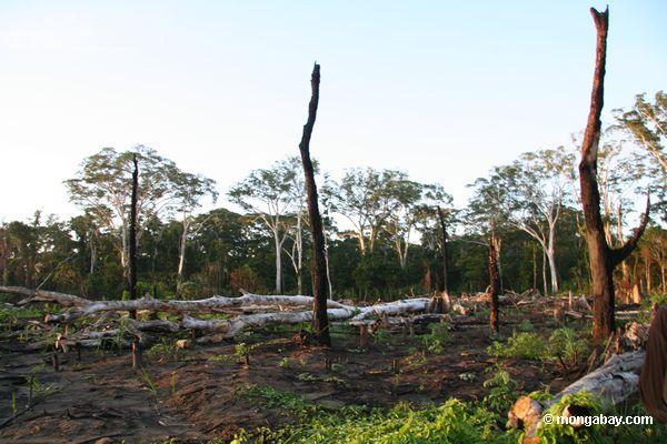 подсечно-огневого земледелия в тропических лесов