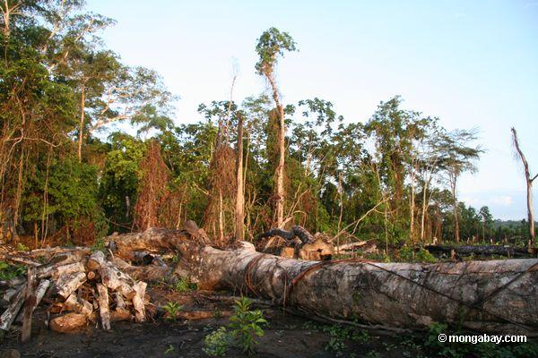поваленных деревьев навес в Перу