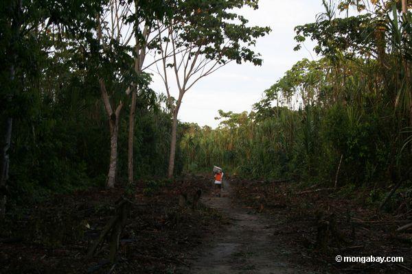 Weg löschte für zukünftige Entwicklung auf Waldinsel im Rio Tambopata