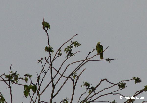 Papagaios na árvore