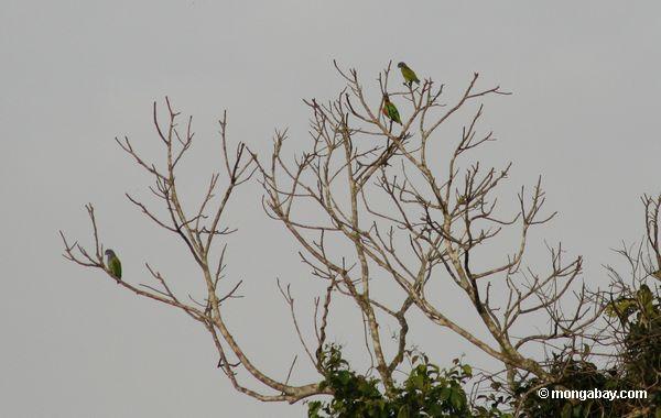 Papageien im Baum