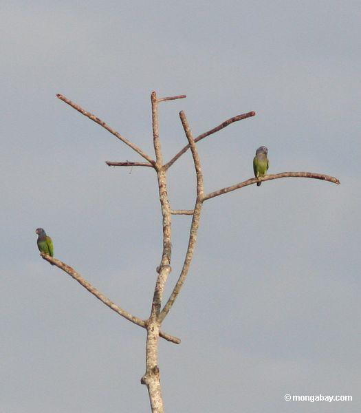 papagaios Azul-dirigidos (menstruus de Pionus) na árvore